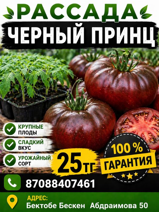 Рассада помидор черный принц