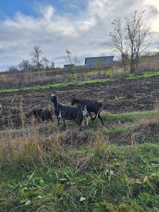 Vand 2 capre Anglo-Nubian si 3 iedute.
