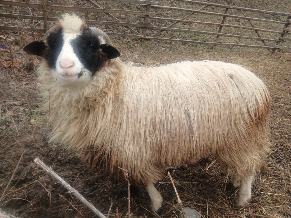 Vând Noatin cu nasu alb!