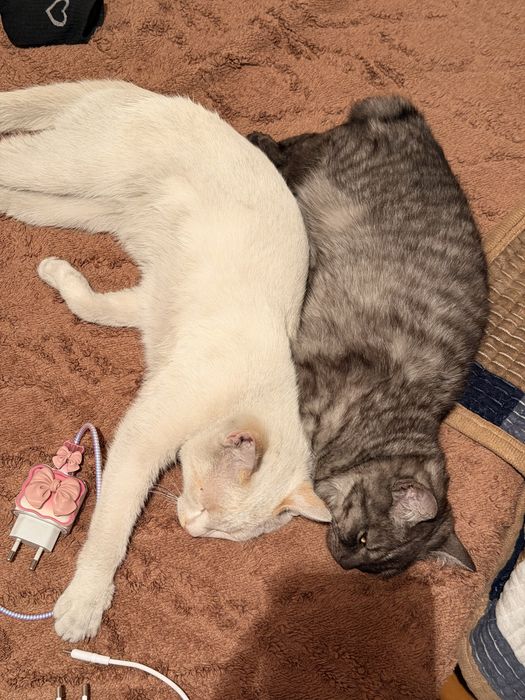 котята в хорошие руки