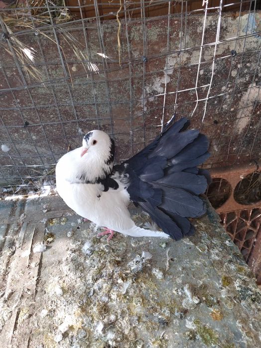 Porumbei rotati albi cu coada neagra,pescarusi chinezi,simi,standard