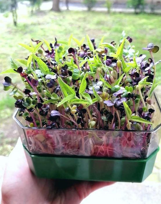 Vas de germinat seminte pentru vlastari si microplante pe 2 nivele