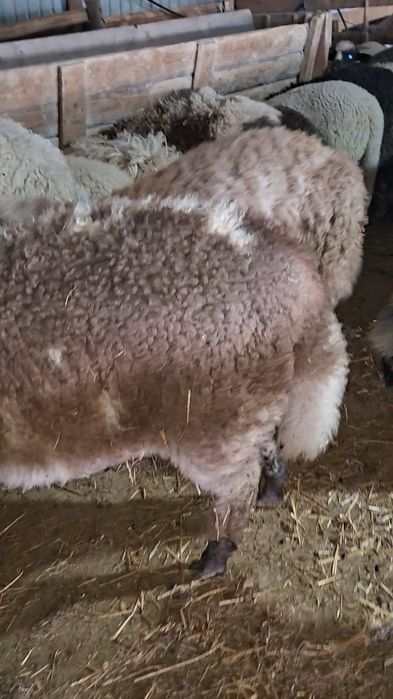 De vanzare miei pe stabulatie!