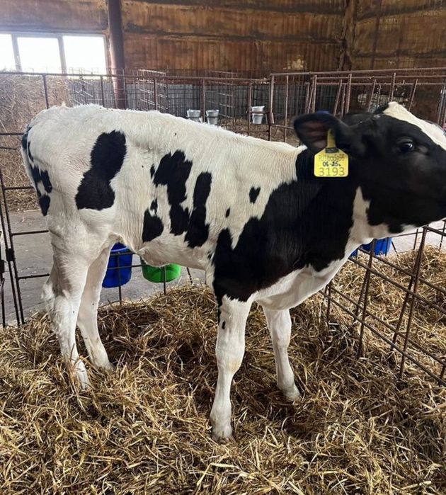 Гольштейн телята бычки бұзаулары