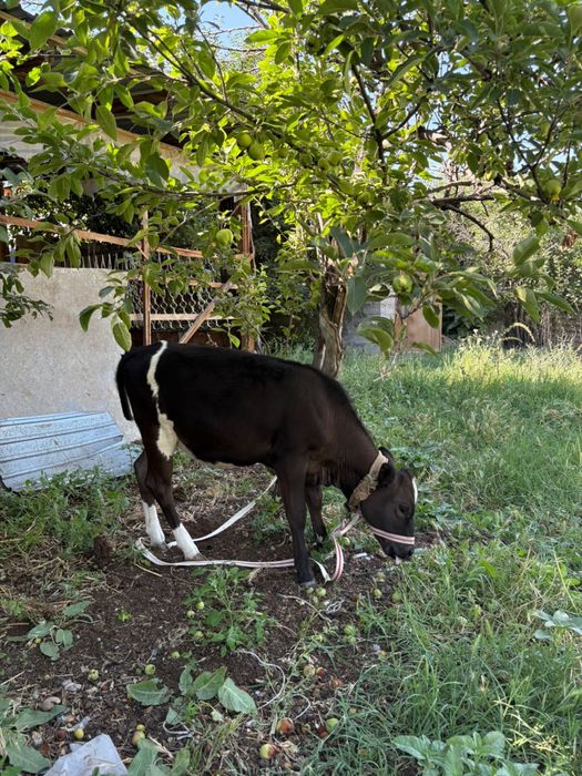 Тана сатылады пародалы