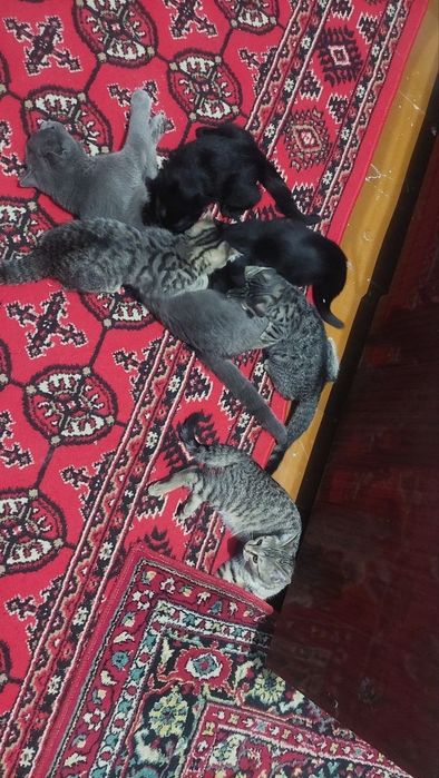 Мушук болалари яхши карайдиган одамга
