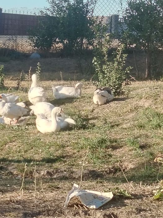 Продам. Гуси, утки пекинки, башкирки