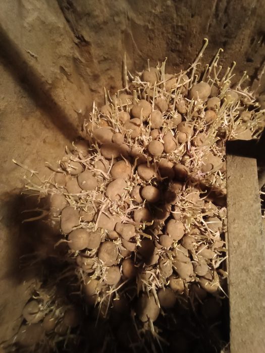 Картошка семена хорошая