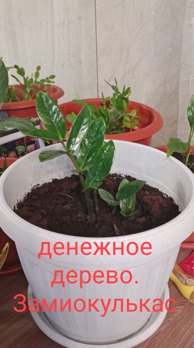 Продам комнатные цветы