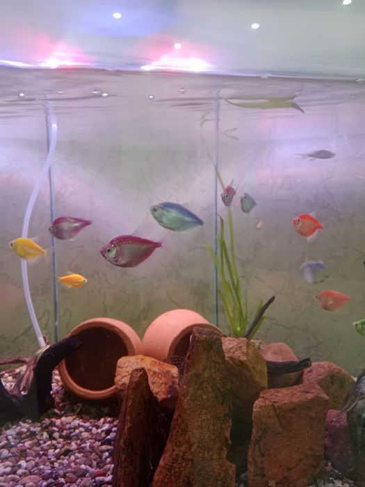 Аквариум сотилади балиқлари бн