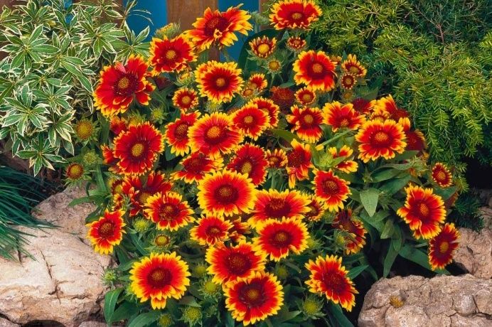 Продам многолетние цветы и кустарники