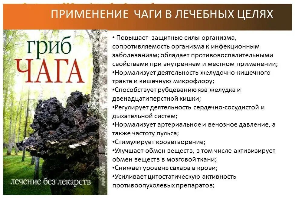 Чага березовый гриб из России