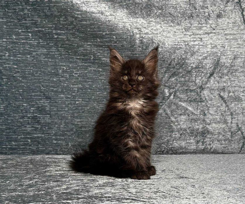 Продаются котята мейнкун