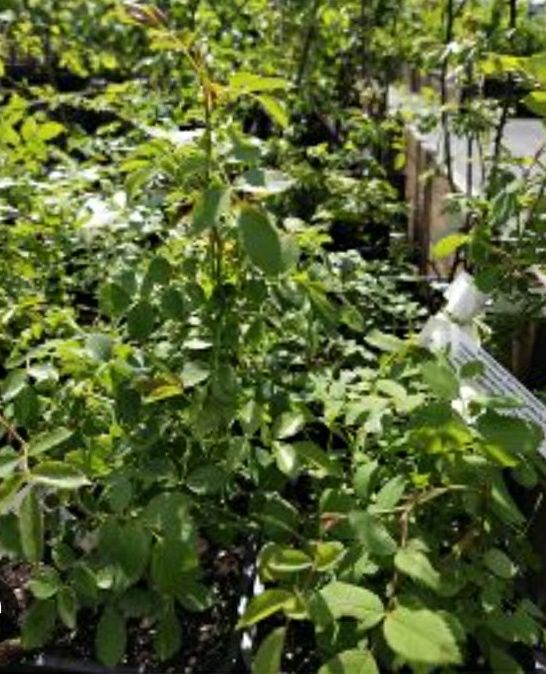 Продам саженцы сирени