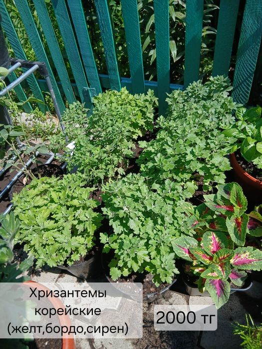 Хризантема мультифлора и корейская.