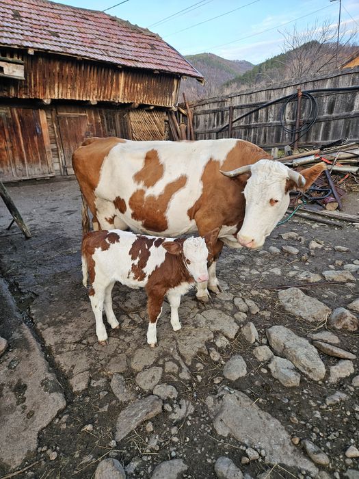 Vacă bălțată cu vițea