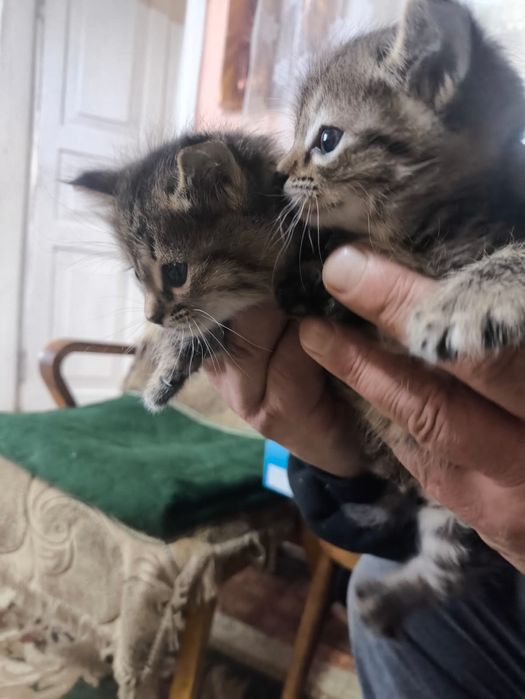 Котята бесплатно