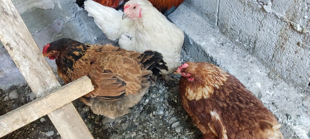 Продам домашних курей, по 5 тысяч