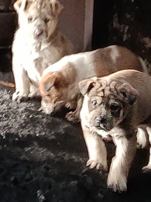 Щенки в хорошие руки будут крупные