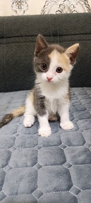 Котенок  девочка