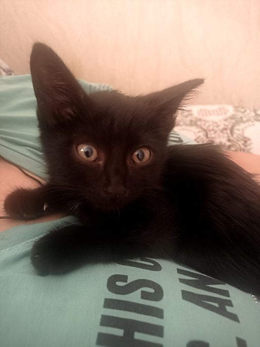 Котенок в добрые руки,дев..
