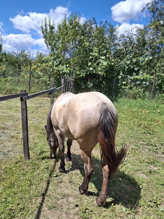 Vand cârlană de 2 ani si 2 luni