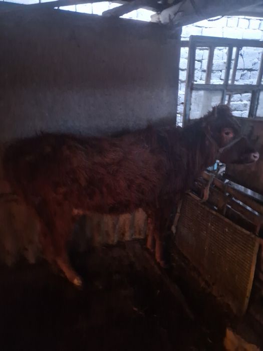 Осы кашар сатыла 320000