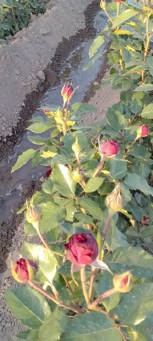 Атиргул Кучатлари етиштириш