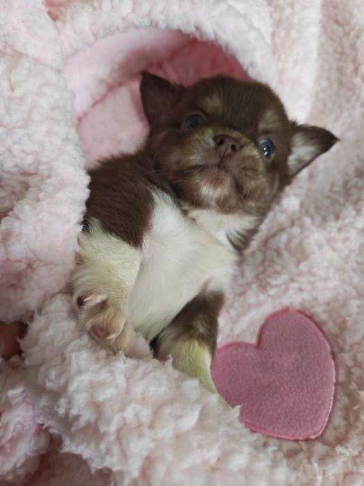 Chihuahua  ciocolatiu cu acte