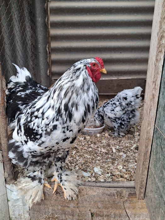 Яйцо Брама инкубационный