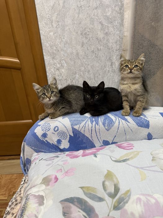 Котята бесплатно