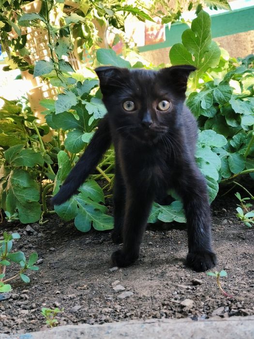 Котики шотландские