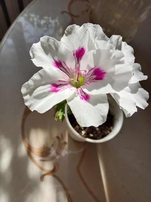 Продам герани, пеларгонии