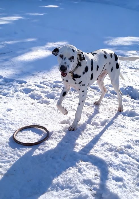 Собака 3,5 года девочка