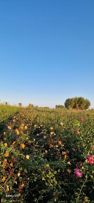 Кошет ассортимент. Саженцы ассортимент