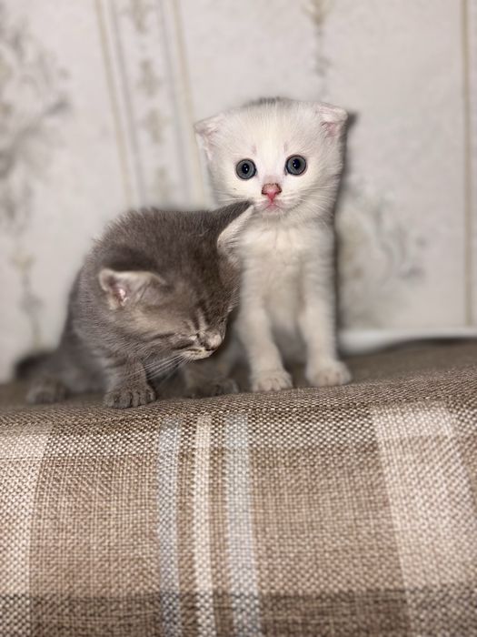 Mushuchala / Котяты