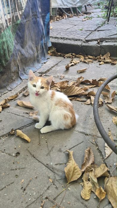 Отдам котёнка, бесплатно