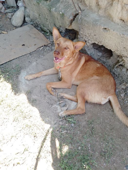 Продам собаку девочка