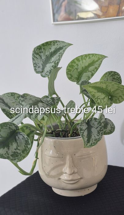 Monstera, begonia, scindapsus , philodendron, thai,aglaonema