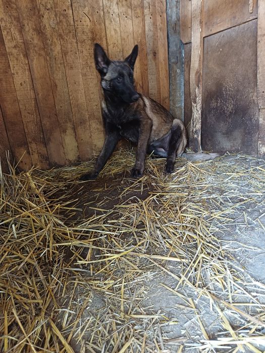 Ciobanesc Belgian Malinois
