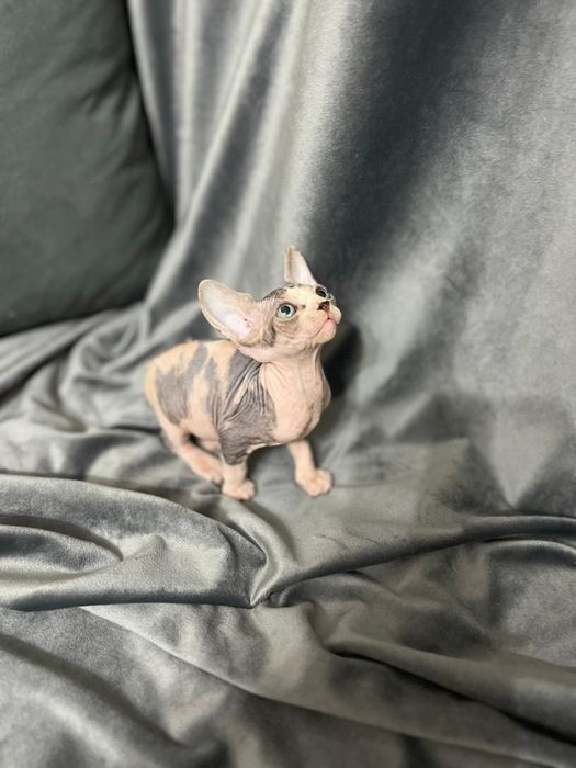 Канадские сфинксы