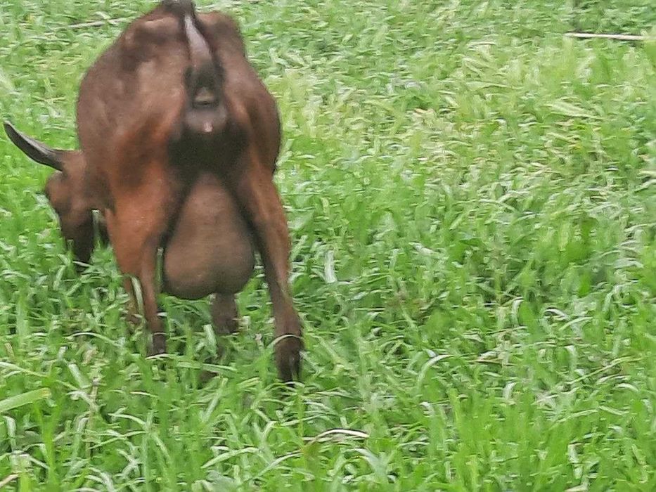 Mursiyana Granadina echkilari oilasi sotuvda