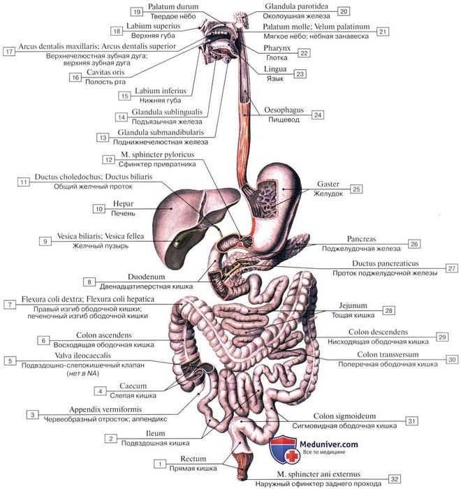 Курс „фитнес инструктор“