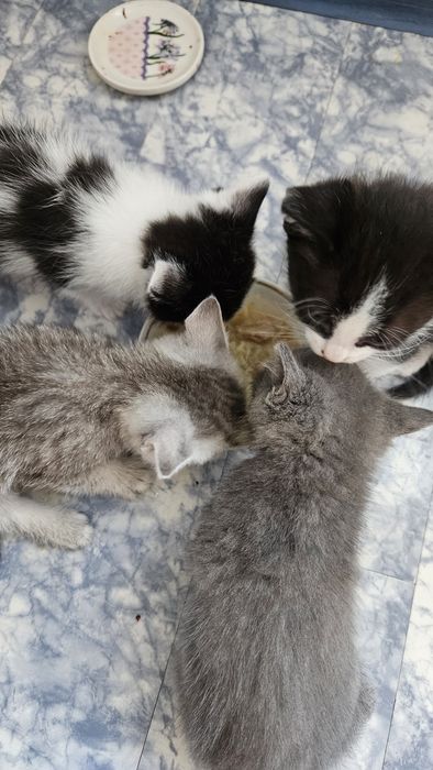 Котята ищат своих хозяев
