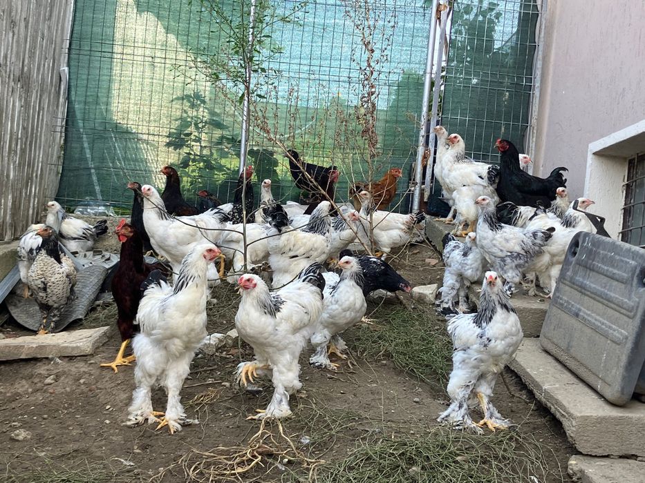 Gaini wiandotte si rase foarte mari si oua de incubat