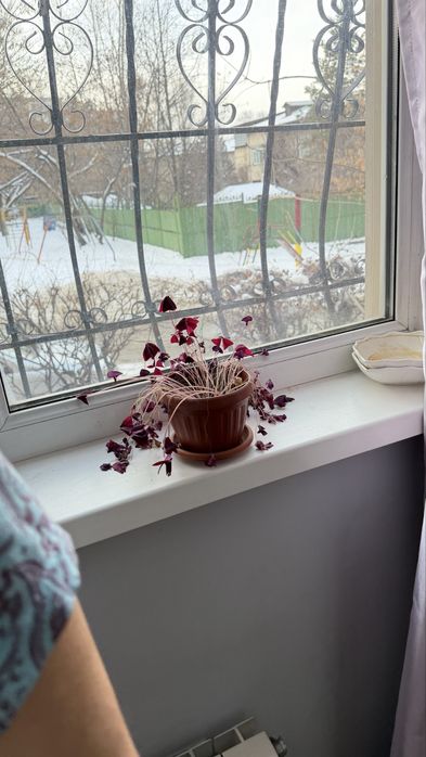 Комнатные цветы