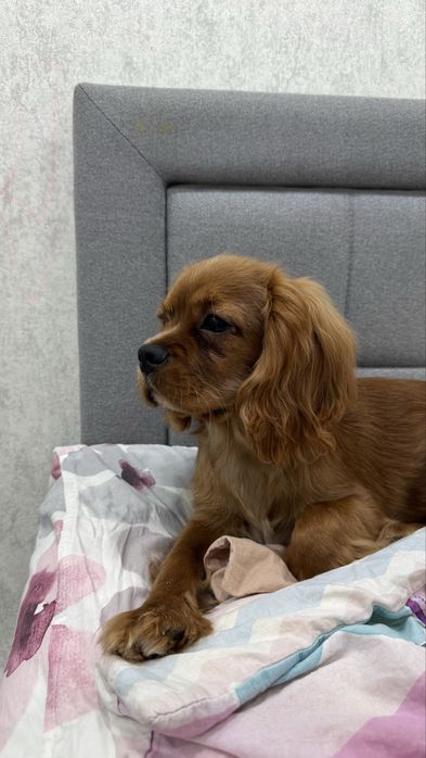 Продам щенка Кавалер-кинг-чарльз-спаниеля
