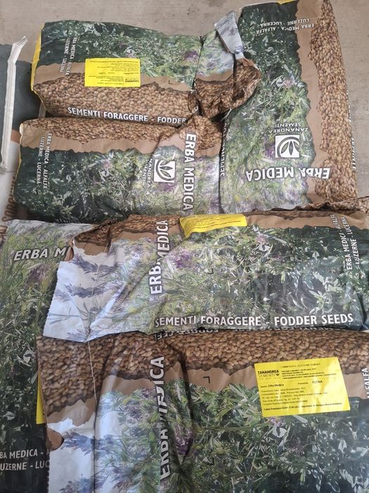 Lucerna certificata soiul Elena