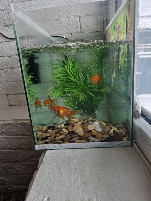 Аквариум         .