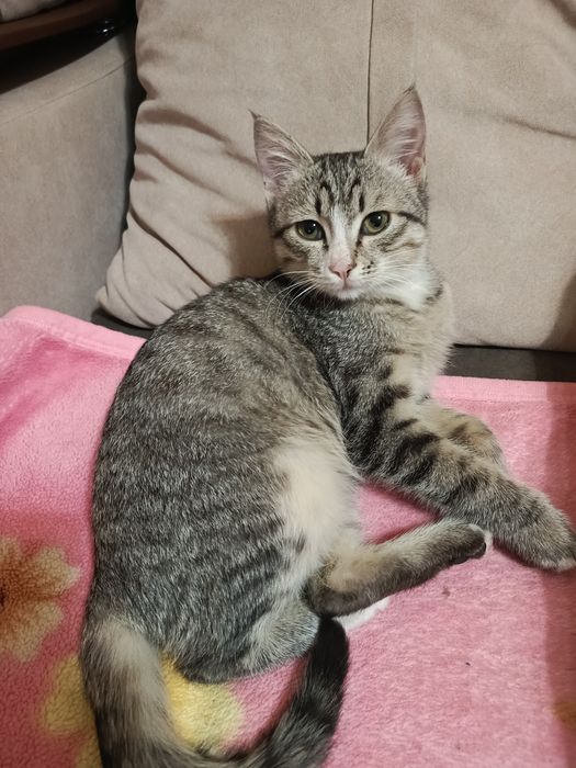 Котенок в добрые руки.